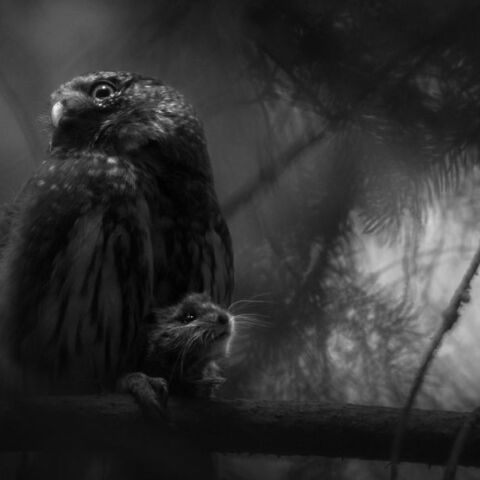 Ο 20χρονος Λούκα Λόρεντς κέρδισε τον τίτλο Ευρωπαίου Φωτογράφου Φύσης 2025 με το έργο Σιωπηλή απελπισία - Ο νεότερος νικητής στην ιστορία του διαγωνισμού