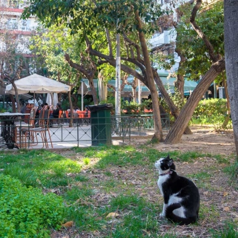 ΑΦΙΕΡΩΜΑ ΠΑΓΚΡΑΤΙ