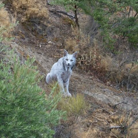 Ένας σπάνιος λευκός Ιβηρικός λύγκας φωτογραφήθηκε για πρώτη φορά στα βουνά της νότιας Ισπανίας, προκαλώντας δέος στους χρήστες των μέσων κοινωνικής δικτύωσης. 