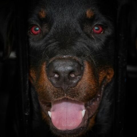 Ροτβάιλερ - σκύλος