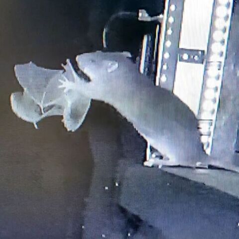 athensvoice_-_2025-11-03t191429_284