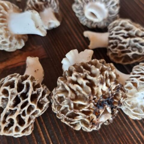 Λάλος: Ο άρχοντας των μανιταριών βρίσκεται στο ορεινό Σιδηρόνερο της Δράμας