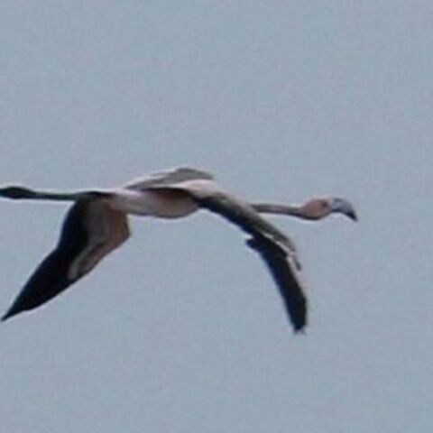 Η Φράνκι το φλαμίνγκο διέσχισε τη Μάγχη από την Κορνουάλη ως τη Γαλλία - Οι υπεύθυνοι του ζωολογικού κήπου αποφάσισαν να την αφήσουν ελεύθερη.