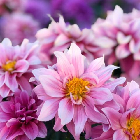 Εορτολόγιο: Σήμερα 15 Νοεμβρίου 2025 γιορτάζει…