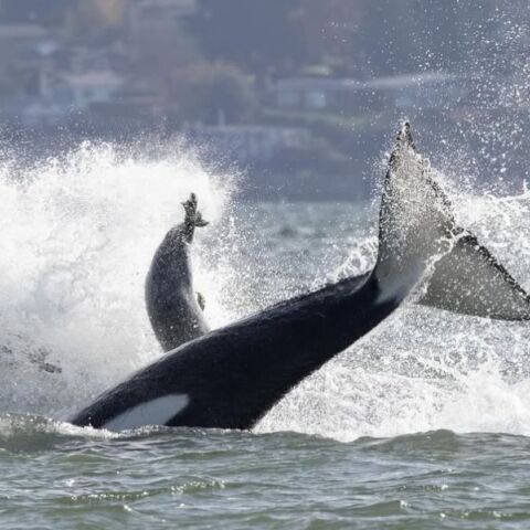 Φώκια καταφεύγει στην πρύμνη σκάφους για να ξεφύγει από όρκες κοντά στο Σιάτλ - Φωτογράφος κατέγραψε σε βίντεο την εντυπωσιακή διάσωσή της