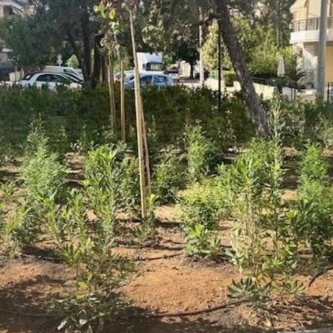 Ο Άλιμος πρασινίζει με 530 νέα φυτά στον πεζόδρομο Αγίου Δημητρίου