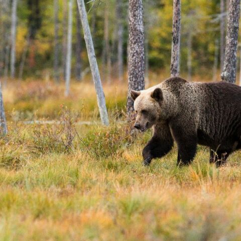 Φρίκη στη Δράμα: Πυροβόλησαν αρκούδα και μετά την αποκεφάλισαν