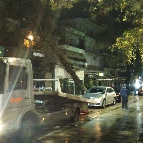 Πτώση δέντρου στη Θεσπρωτία