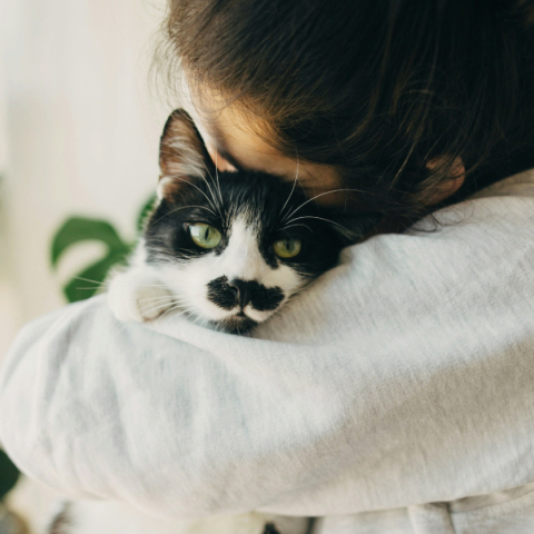 Βίντεο δείχνει πώς βλέπουν και ακούνε οι γάτες τους ανθρώπους - Οι γάτες βλέπουν με 100 καρέ/δευτερόλεπτο, αντιλαμβανόμενες τον κόσμο πιο γρήγορα.