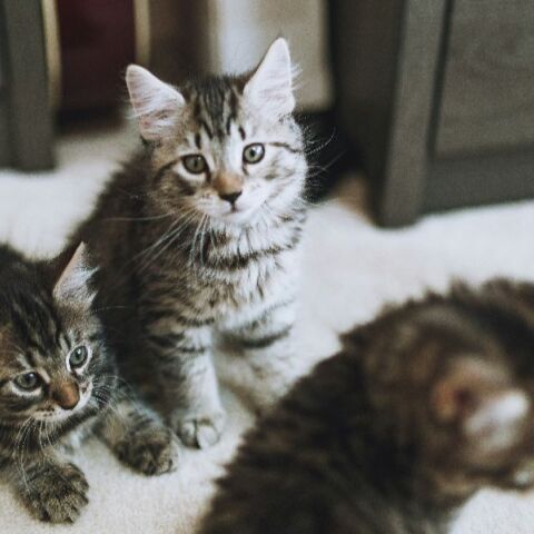 Τι άλλο θα ακούσουμε: Ζευγάρι εξέτρεφε 51 γάτες στη Θεσσαλονίκη για να τις φάει