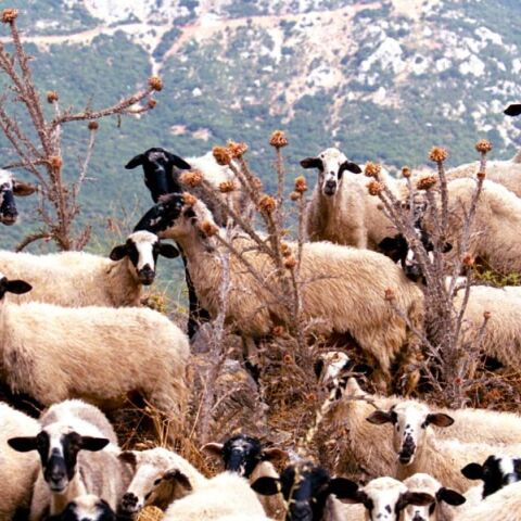 ΕΕΕΔΕΕ: Πάνω από 423.000 ζώα έχουν θανατωθεί από τον Αύγουστο του 2024 λόγω της ευλογιάς προβάτων στην Ελλάδα - Έχουν καταγραφεί 1.754 κρούσματα σε εκτροφές