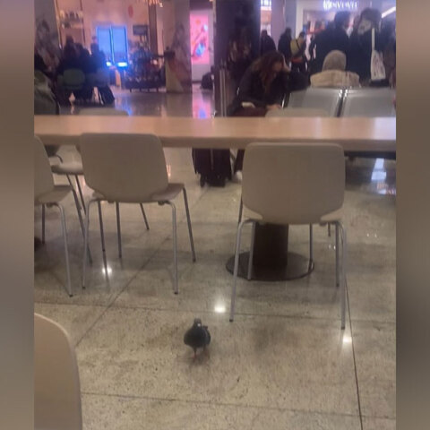 Σε βλέπω παγιδευμένο