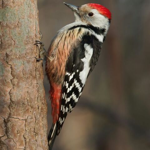 athensvoice_-_2025-11-28t201237_065