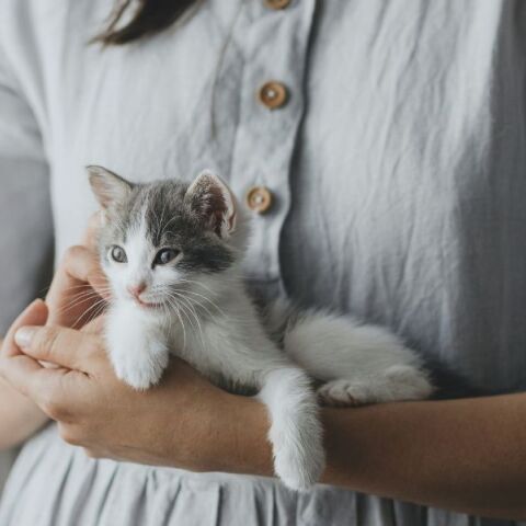 Νέα μελέτη αποκαλύπτει ότι οι γάτες εξημερώθηκαν μόλις πριν 4.000 χρόνια στη βόρεια Αφρική, ανατρέποντας όσα πιστεύαμε για την ιστορία τους.