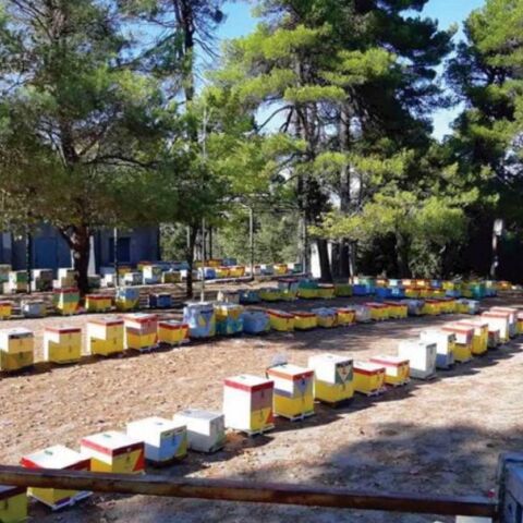 Μέλι Ταϋγέτου