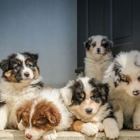 Κτηνωδία στο Πήλιο: Άγνωστος πέταξε κουτάβια σε γκρεμό 20 μέτρων - Σώθηκε μόνο το ένα 