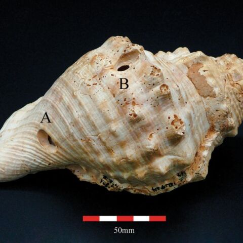 Κοχύλια ηλικίας 6.000 ετών στην Ισπανία ίσως αποτελούν τα αρχαιότερα μουσικά όργανα και μέσα επικοινωνίας στην Ευρώπη - Τα ευρήματα των αρχαιολόγων