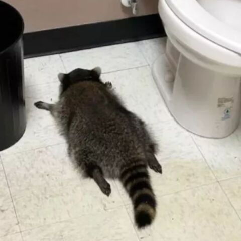 Ρακούν έκανε διάρρηξη σε κάβα, κατέβασε μπουκάλια με ουίσκι και λιποθύμησε στο μπάνιο