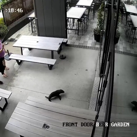 Νέα Ζηλανδία: Μωρό φώκια μπήκε σε μπαρ και έγινε ο πιο γλυκός και ασυνήθιστος πελάτης