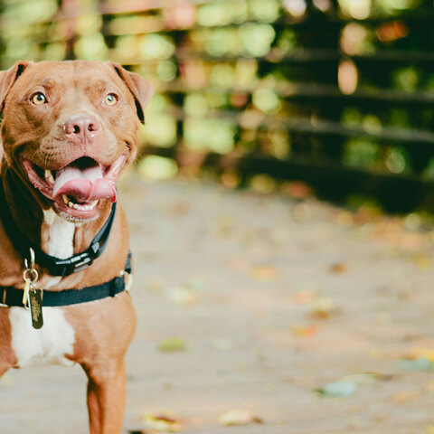 Σίγουρα δεν υπάρχουν πιο επικίνδυνες ράτσες σκύλων;