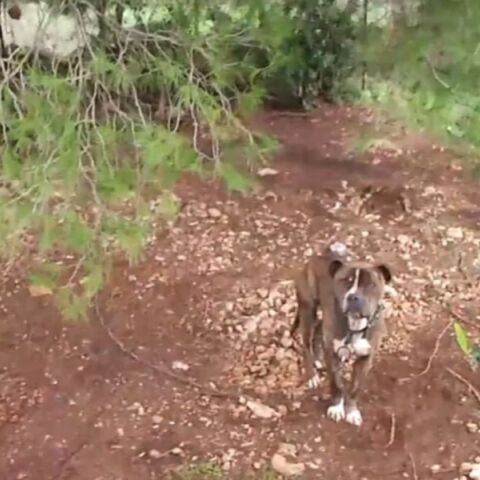 Ζάκυνθος: Μέσα σε 30″ το πίτμπουλ κατασπάραξε τον 2χρονο - Γιατί έγινε επιθετικός ο σκύλος