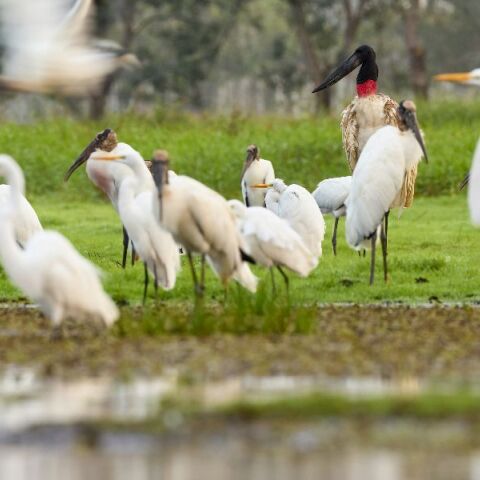 400 πελαργοί βρέθηκαν νεκροί κοντά στη Μαδρίτη - Συναγερμός για την γρίπη των πτηνών 