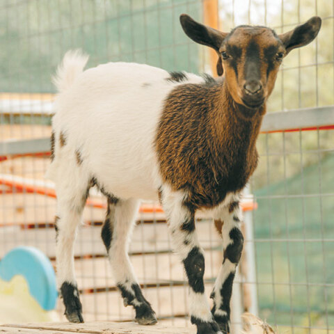 Φάρμα Άμπελος Βοχαϊκού