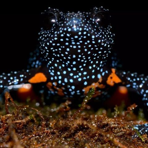 Σπάνιοι βάτραχοι - γαλαξίες στην Ινδία εξαφανίστηκαν μετά την καταστροφή του βιότοπού τους από φωτογράφους που κυνηγούσαν την «τέλεια» λήψη.