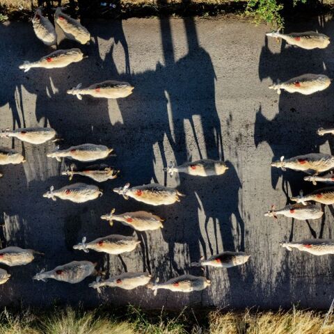 Κοπάδι προβάτων