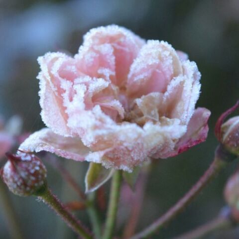 Εορτολόγιο: Σήμερα 13 Ιανουαρίου 2026 γιορτάζει…