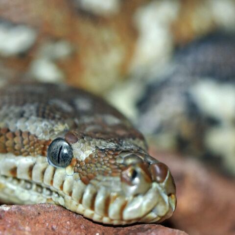 Αυστραλία: Ξύπνησε με έναν πύθωνα 2,5 μέτρων πάνω στο στήθος της