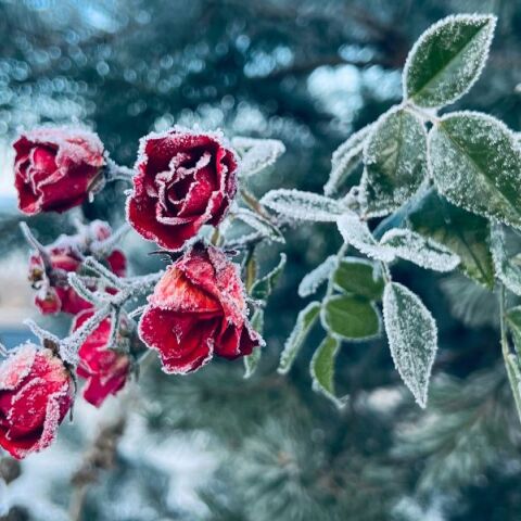 Εορτολόγιο: Σήμερα 21 Ιανουαρίου 2026 γιορτάζει…