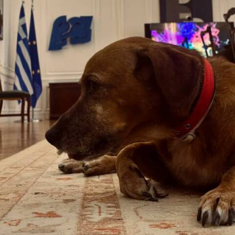 Τα κατοικίδια του Μεγάρου Μαξίμου 