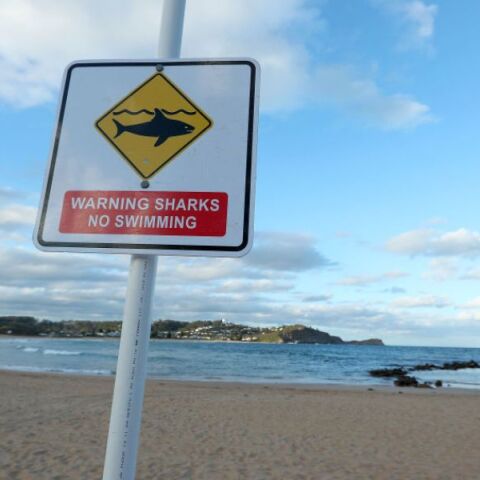 Αυστραλία: Πέθανε στο νοσοκομείο 12χρονος που δέχθηκε επίθεση καρχαρία στο Σίδνεϊ - Αυξημένα περιστατικά και κλειστές παραλίες για λόγους ασφαλείας