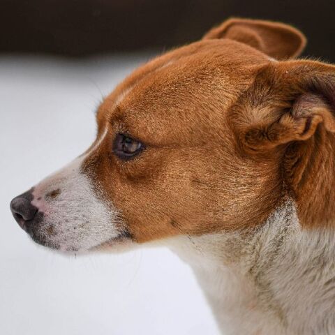 Αποτρόπαιο έγκλημα στη Μεσσηνία: Κρέμασαν σκύλο από δέντρο - Έκκληση για πληροφορίες