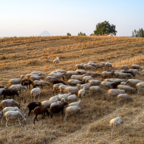 Πρόβατα σε χωράφι