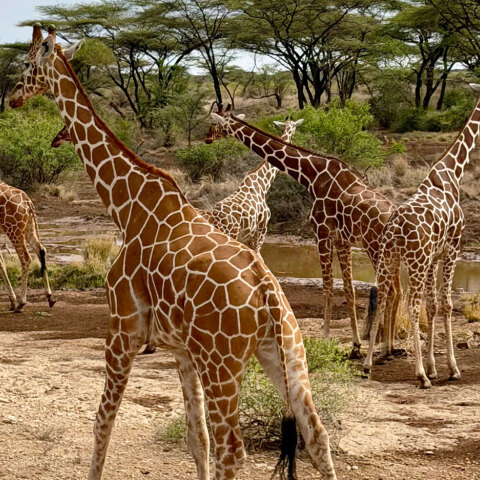 Ταξίδι στην Κένυα