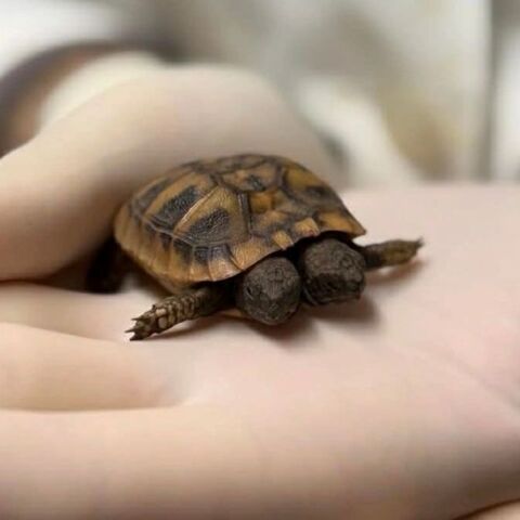 Η χελώνα με τη δικεφαλία