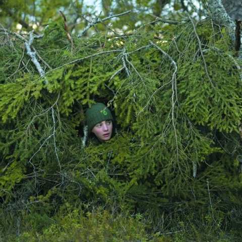 Το τραγούδι του Δάσους