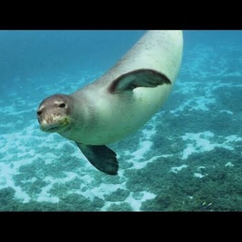 Μια φώκια Μονάχους Μονάχους