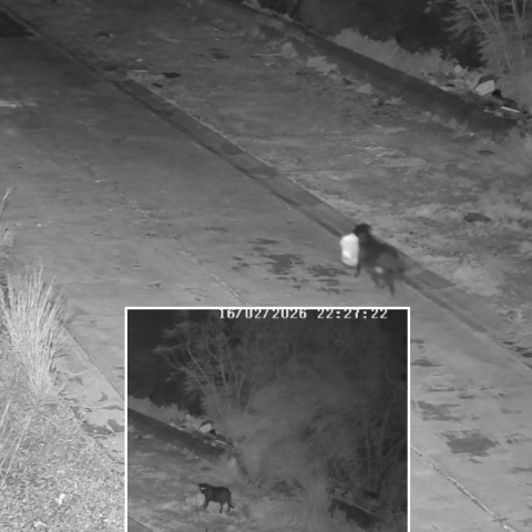 Άνδρας στη Σικελία εκπαίδευσε τον σκύλο του να αφήνει σκουπίδια στον δρόμο για να αποφεύγει κάμερες - Ταυτοποιήθηκε και τιμωρήθηκε.