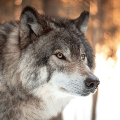 Επίθεση λύκου στην Πάρνηθα με τραυματισμό περιπατητή - Το χρονικό του περιστατικού - Ο Δήμος Αχαρνών καλεί σε αυξημένη προσοχή και δίνει οδηγίες.