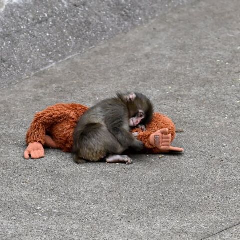 Ο μικρός Παντς, το μαϊμουδάκι που συγκίνησε το διαδίκτυο - Εγκαταλειμμένος από τη μητέρα του, παρηγορήθηκε με ένα λούτρινο παιχνίδι - Η σκληρή πλευρά της φύσης.