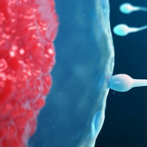 Έρευνα αποκαλύπτει ότι η κινητικότητα του σπέρματος κορυφώνεται το καλοκαίρι και πέφτει τον χειμώνα - Νέα δεδομένα για τη βελτίωση των θεραπειών γονιμότητας