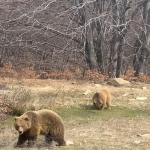 Ξύπνησαν οι αρκούδες στο Νυμφαίο και το έριξαν στο παιχνίδι - Δείτε το βίντεο με τον Πατρίκ και τη Λουίζα 