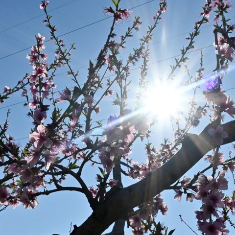 Ακτίνες ήλιου πίσω από τα κλαδιά αμυγδαλιάς