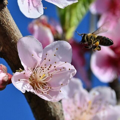 Βελτιωμένος ο καιρός σήμερα με άνοδο θερμοκρασίας έως 20°C - Προσοχή στην ομίχλη το πρωί - Αραιές νεφώσεις και ασθενείς άνεμοι σε Αθήνα και Θεσσαλονίκη.