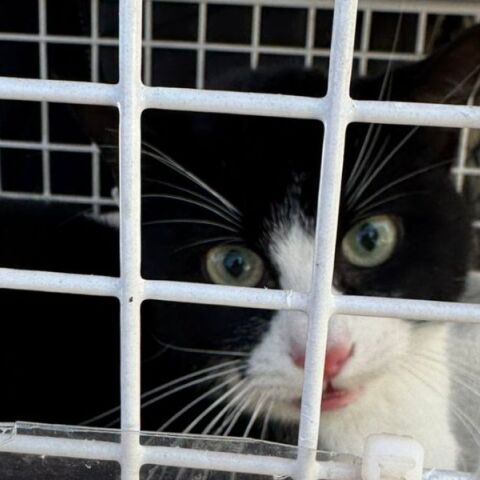 Γατούλα ήταν παγιδευμένη για 10 μέρες πάνω σε φοίνικα 9 μέτρων στην Πάρο -  Πώς διασώθηκε