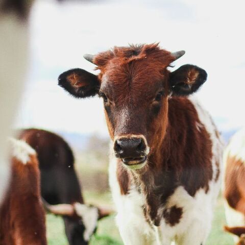 Λέσβος: Σταματά από την Πέμπτη η αγορά γάλακτος και των παραγώγων του λόγω του αφθώδους πυρετού