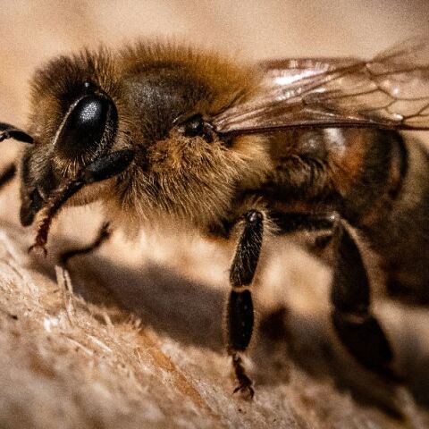 Τι πρέπει να κάνουμε αν μας τσιμπήσει μέλισσα ή σφήκα 